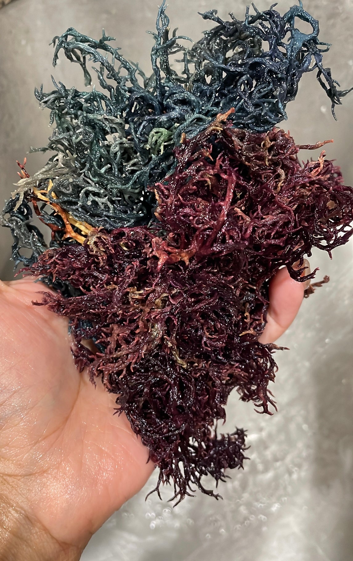 Raw Wildcrafted Irish Seamoss (Full Spectrum)