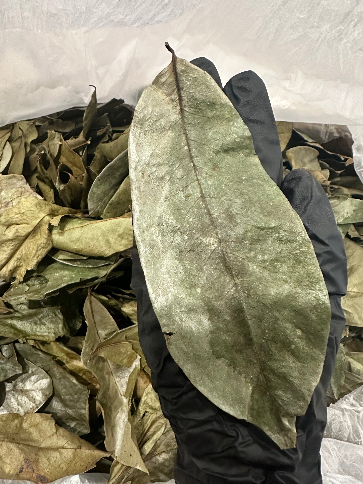 Soursop (Annona Muricata) Anti Cancer/Immune Booster/ Relaxing